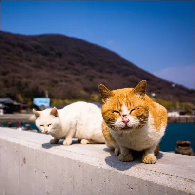 Quelle est ta nourriture préférée ?