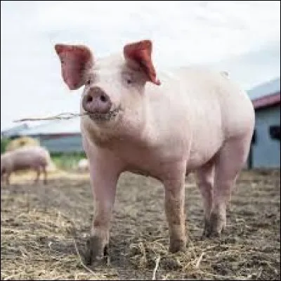 &Agrave; l'aide la d&eacute;finition suivante "qui a la forme d'une soie de cochon", comment orthographiez-vous le mot suivant ?