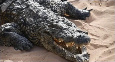 Notre grand crocodile du Nil nous fait un... 
(2 réponses sont possibles)