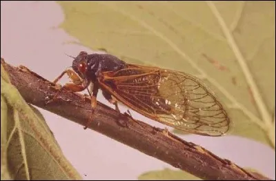Je chante en utilisant des "timbales" situées sur le côté de l'abdomen ! (1 seule réponse)
