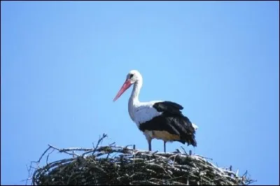 Parmi ces cris, lesquels émet la cigogne ?