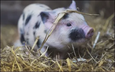 Le cochon grouine !