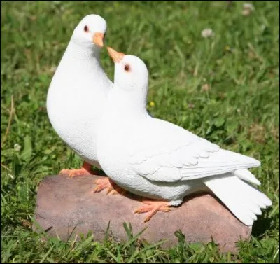 La blanche colombe, signe de paix. On dit que cet oiseau... 
(1 réponse)