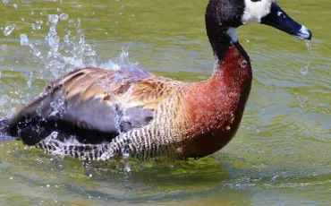 Quiz Canards