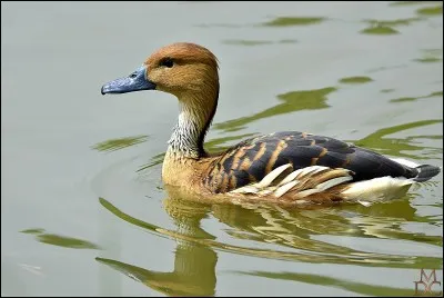 Quelle est la race de ce canard ?