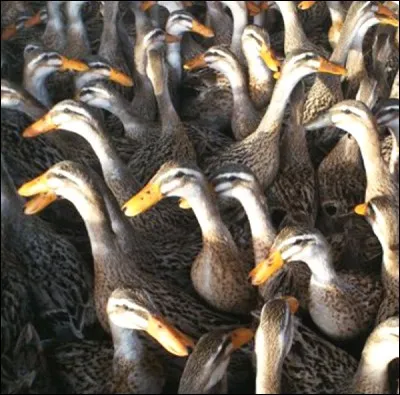 Quelle est la race de ce canard ?