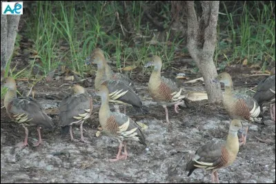 Quelle est la race de ce canard ?