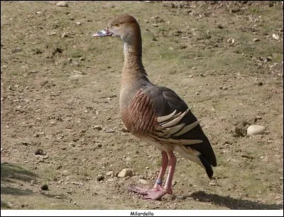 Quelle est la race de ce canard ?
