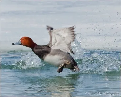 Quelle est la race de ce canard ?
