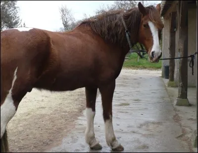 Comment s'appellent les marques blanches au-dessus de sabot ?