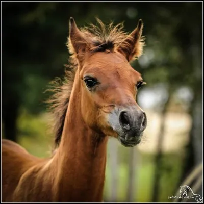 Comment se nomme un poulain femelle ?