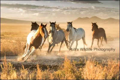 Quelle est celle-ci ?