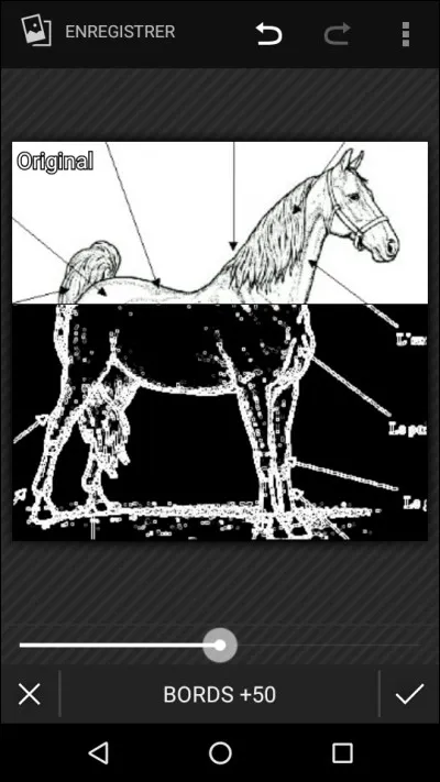 Le garrot se trouve...