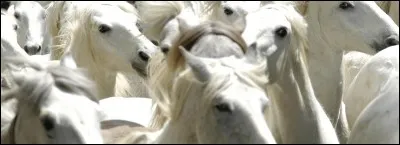 Combien y a-t-il de niveaux en équitation ?