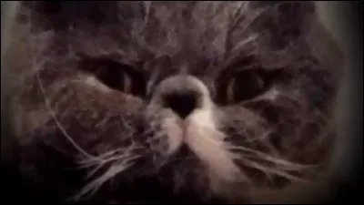 Comment s'appelle l'autre chat de Squeezie ?