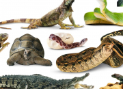 Test Quel reptile es-tu ?