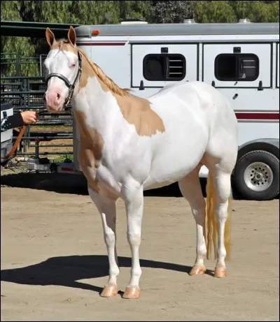 Et celle de ce magnifique cheval a double pattern ?