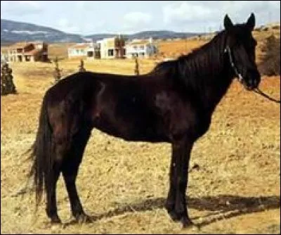 Et celui-ci de quelle race est-il ?