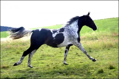 Revenons aux races... quelle est la race de cette magnifique jument du nom de Vison ?