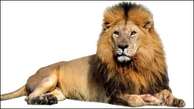 Le lion est l'animal le plus rapide de tous.