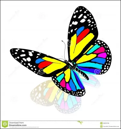 De quelle couleur est ce papillon ?