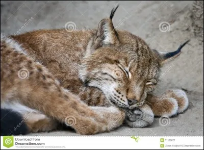 Quel est cet animal ?