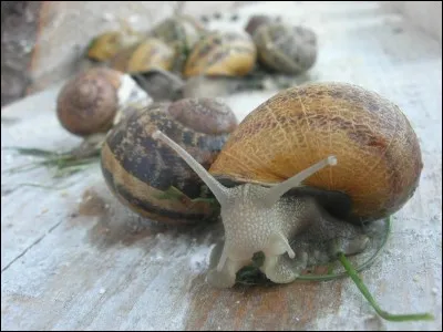 Combien y a-t-il d'escargots ?