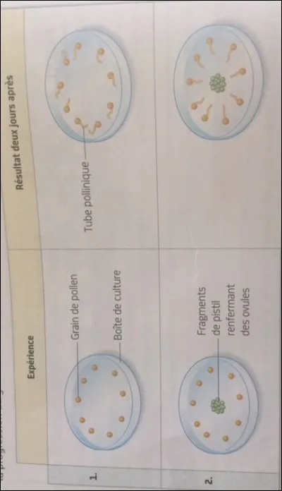 Observe les résultats de l'expérience et trouve la bonne conclusion :