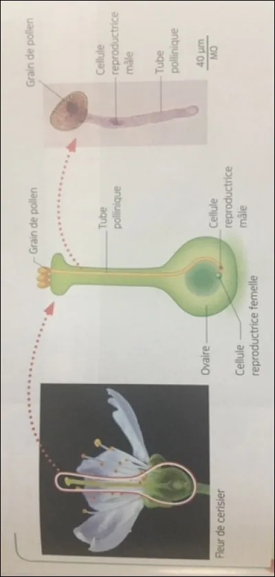 Observe la photo et indique dans quelle zone a lieu la fécondation :