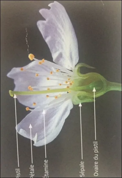 Indique quel est l'organe femelle de la fleur de cerisier :
