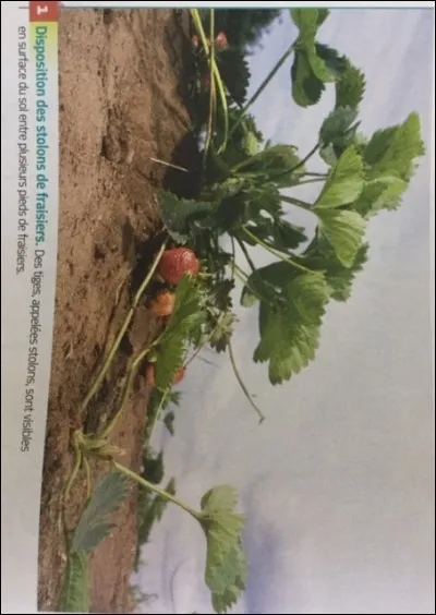 Quel type de reproduction est illustré sur cette photo ?