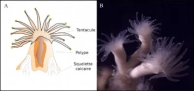 Que montre cette photo ?