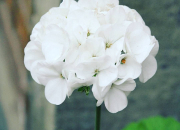 Quiz Une image = une fleur (5) - Spcial fleurs blanches