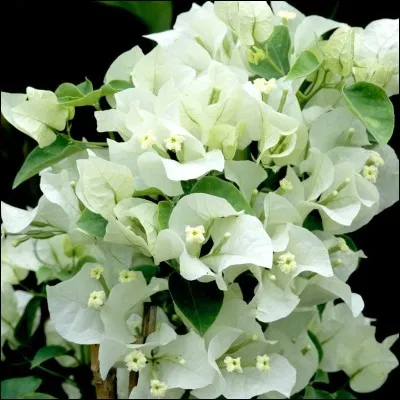 Quelle est cette fleur ?