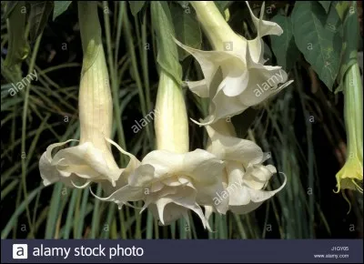 Quelle est cette fleur ?