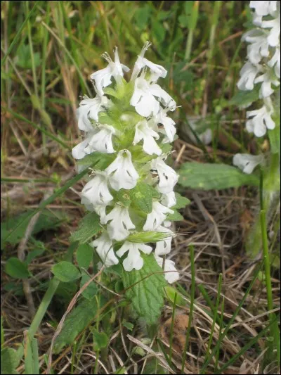 Quelle est cette fleur ?