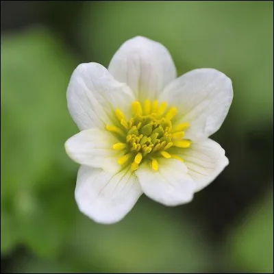 Quelle est cette fleur ?