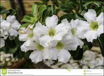 Quelle est cette fleur ?