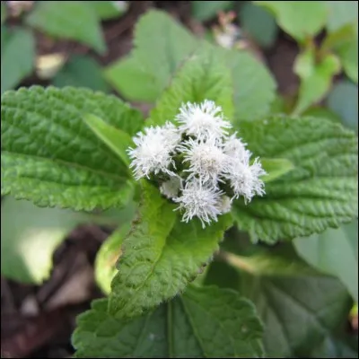 Quelle est cette fleur ?