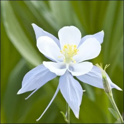 Quelle est cette fleur ?