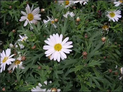 Quelle est cette fleur ?