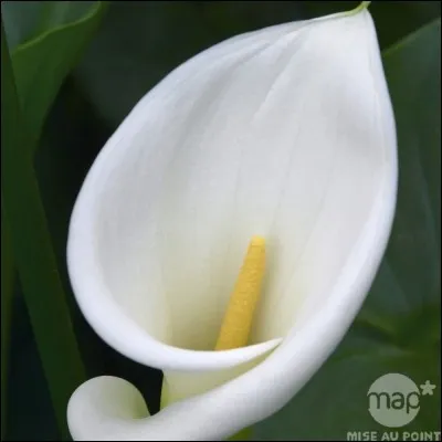 Quelle est cette fleur ?