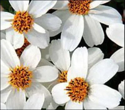 Quelle est cette fleur ?