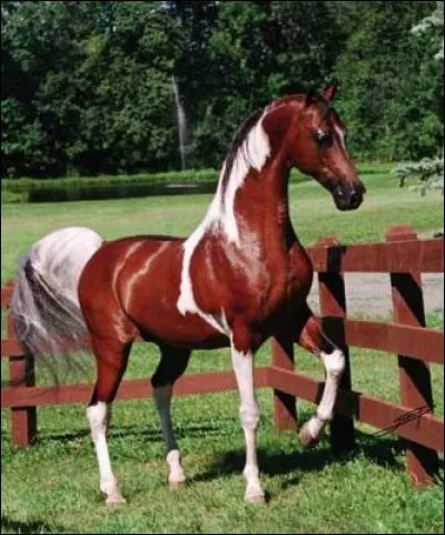 Quelle est la robe de ce cheval ?