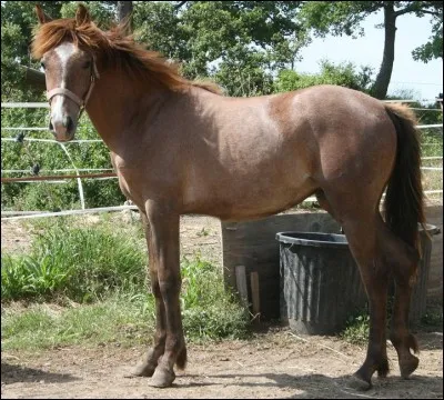 Quelle est la robe de ce cheval ?