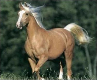 Quelle est la robe de ce cheval ?