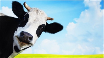 Comment dit-on ''vache'' en anglais ?