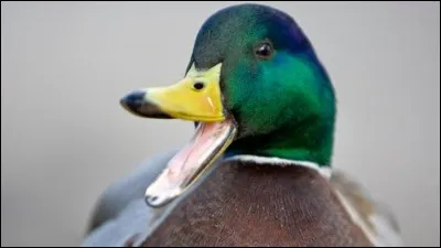 Comment dit-on ''canard'' en anglais ?