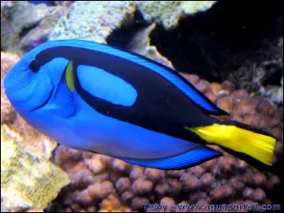 Comment dit-on ''poisson'' en anglais ?