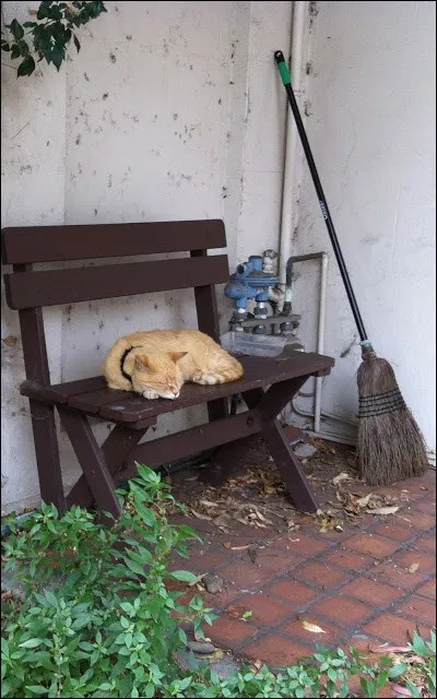 Regardez bien l'illustration ! Et reconnaissez celle qui y serait très à son aise...